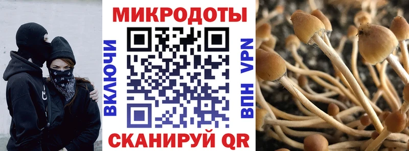 продажа наркотиков  Талдом  Галлюциногенные грибы Cubensis 